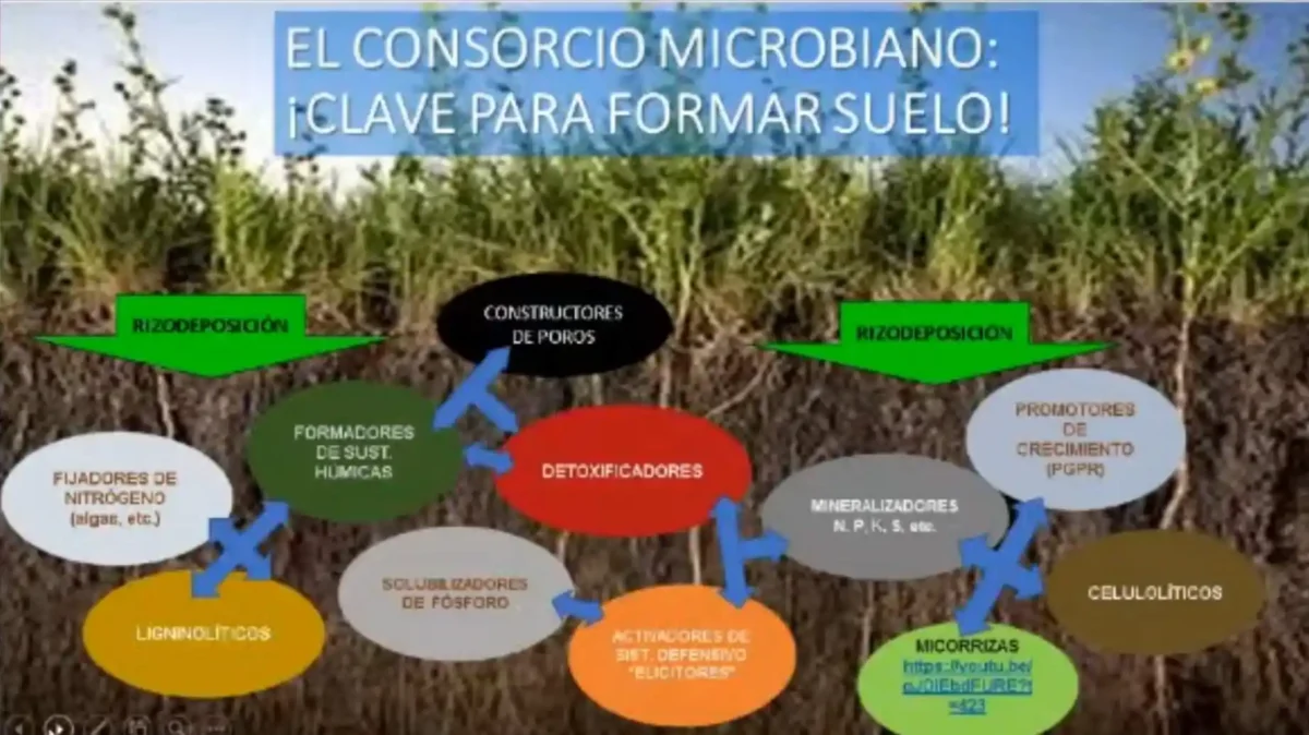Los microorganismos en la agricultura